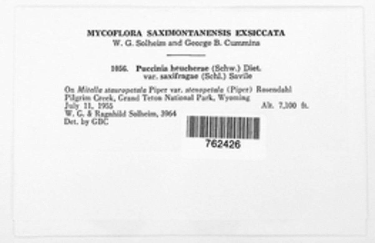 Puccinia heucherae var. saxifragae image